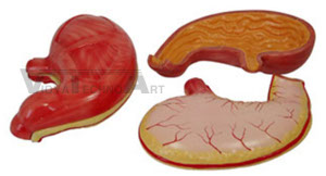 Stomach Model Pharmaceutical and Anatomical Model Gifts